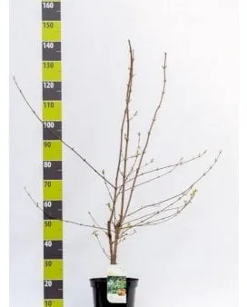 Feldahorn-Hecke